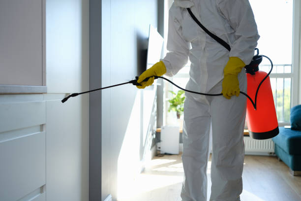 Best Commercial Mold Remediation in Dimmitt, TX