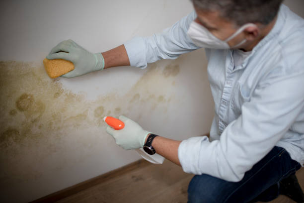 Best White Mold Remediation in Dimmitt, TX