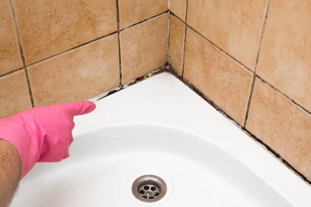 Best Kitchen Mold Remediation in Dimmitt, TX